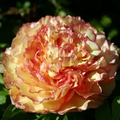 Пион ЗОЛОТАЯ РОССЫПЬ древовидный в Бобруйске