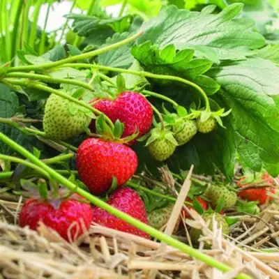 Клубника ЭЛЬСАНТА в Бобруйске