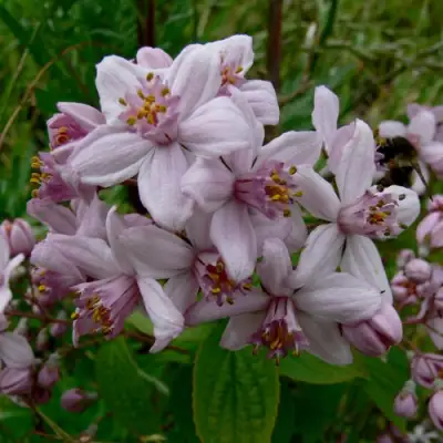 Дейция МОУНТ РОУЗ в Бобруйске