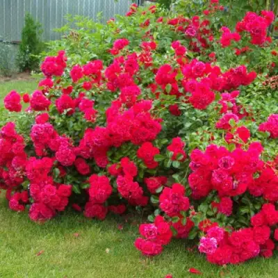 Роза РАДОСТЬ САДОВНИКА (ГАРТЕН ФРОЙДЕ) почвопокровная в Бобруйске