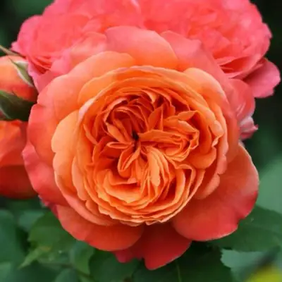 саженцы розы ЭМИЛЬЕН ГИЙО