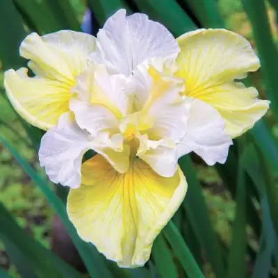 Ирис ЙЕЛЛОУ ТЕЙЛ сибирский в Бобруйске