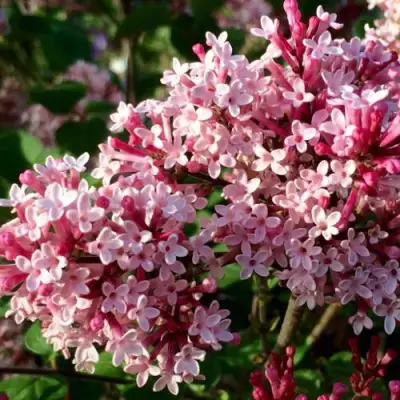 Сирень РЕД ПИКСИ в Бобруйске