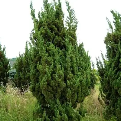 Можжевельник КАЙЗУКА китайский в Бобруйске