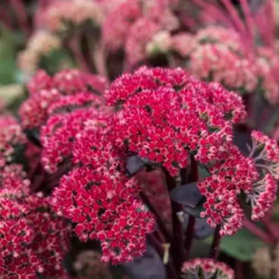 Очиток (седум) РЕД КАУЛИ в Бобруйске