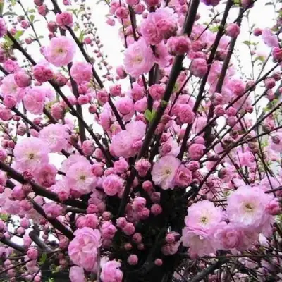 Миндаль ТРЁХЛОПАСТНЫЙ (луизеания) в Бобруйске