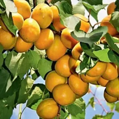 Абрикос БРЯНСКИЙ РАННИЙ в Бобруйске