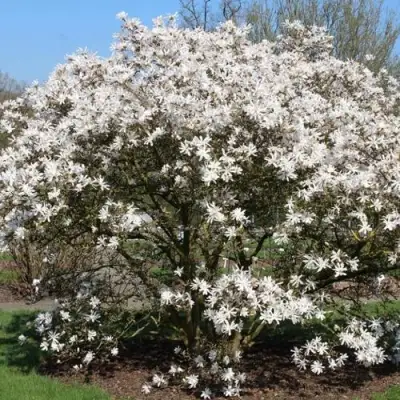 Магнолия КОБУС в Бобруйске