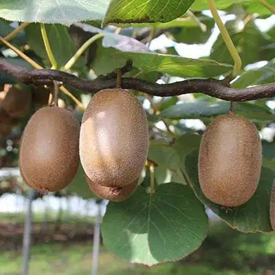 Актинидия ЗАКАРПАТЬЕ киви в Бобруйске