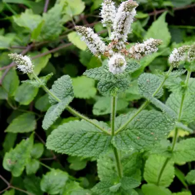 Мята яблочная в Бобруйске