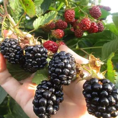 Ежевика НАВАХО бесшипная  в Бобруйске