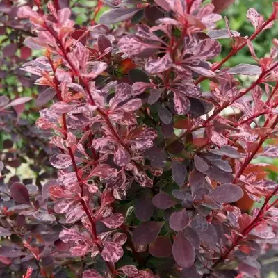 Барбарис РОУЗ ГЛОУ тунберга в Бобруйске