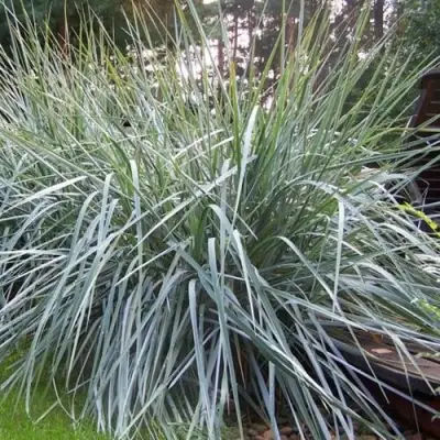 Элимус БЛЮ ДЮН песчаный в Бобруйске