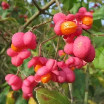 Бересклет ЕВРОПЕЙСКИЙ в Бобруйске