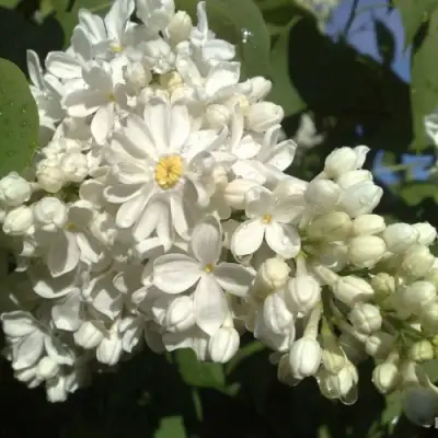 Сирень РОЧЕСТЕР в Бобруйске