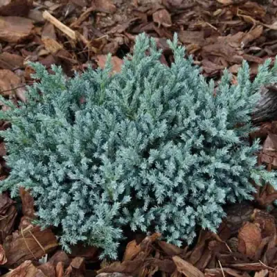 Можжевельник БЛЮ СПАЙДЕР чешуйчатый в Бобруйске