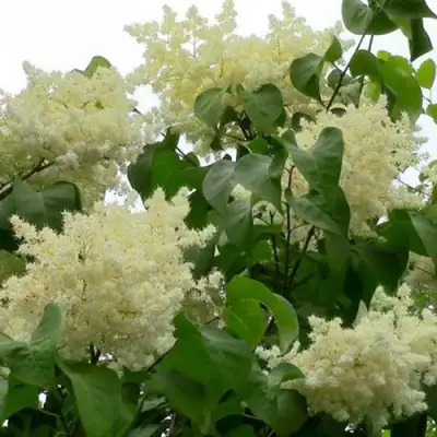 Сирень АМУРСКАЯ в Бобруйске