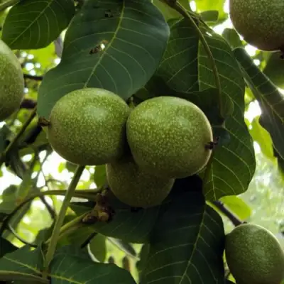Грецкий орех ПИНСКИЙ в Бобруйске