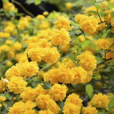 Керрия японская АУРЕОВАРИЕГАТТА в Бобруйске