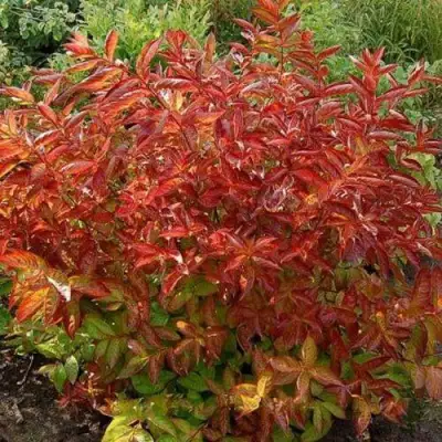 Вейгела ОГНЕННЫЕ КРЫЛЬЯ в Бобруйске