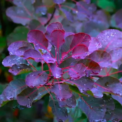 Скумпия ГРЕЙС в Бобруйске