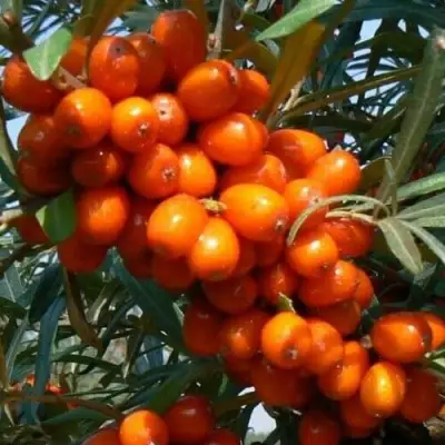 Облепиха ПЛАМЕННАЯ в Бобруйске