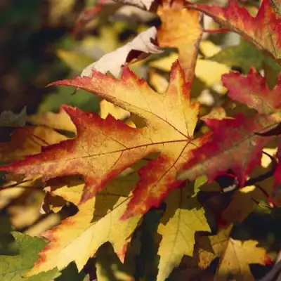 Клен серебристый в Бобруйске