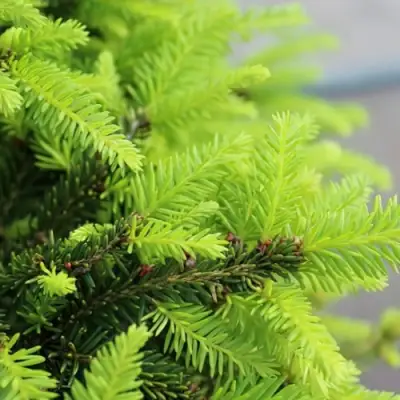 Ель НИДИФОРМИС обыкновенная в Бобруйске