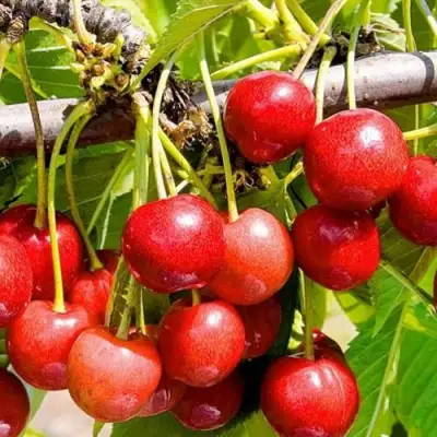 Черешня БЮТТНЕРА КРАСНАЯ в Бобруйске