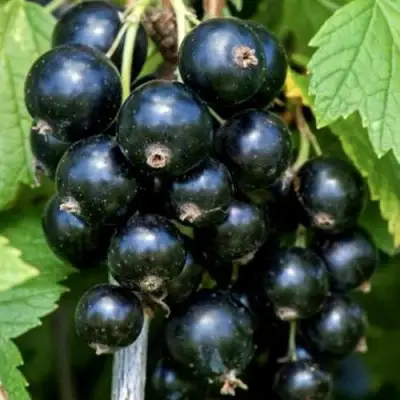 Смородина чёрная СЕЛЕЧЕНСКАЯ в Бобруйске