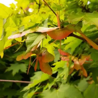 Клен ложноплатановый в Бобруйске