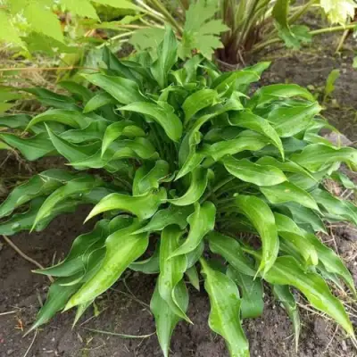 Хоста ГАРРИ ВАН ТРИЕР в Бобруйске