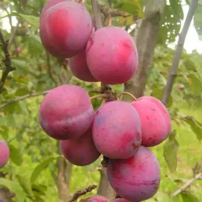 Слива ЭДИНБУРГСКАЯ в Бобруйске