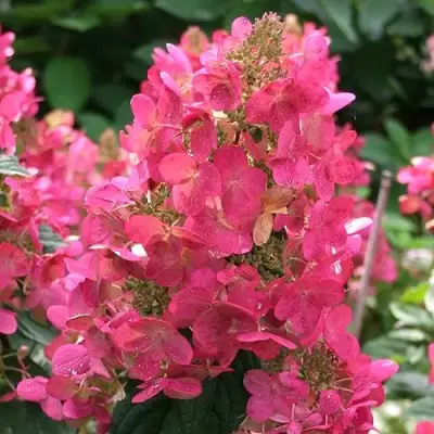 Гортензия МЕГА МИНДИ метельчатая в Бобруйске