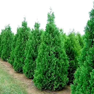 Туя СПИРАЛИС западная в Бобруйске