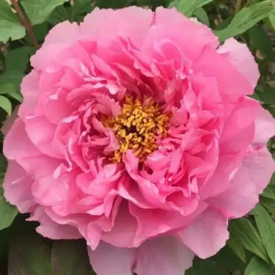 Пион РОЗОВЫЙ ЛОТОС древовидный в Бобруйске