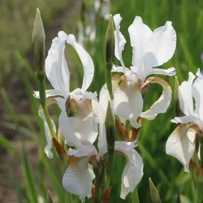 Ирис АЛЬБА сибирский в Бобруйске