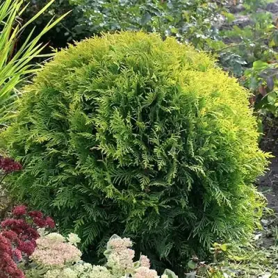 Туя ЕЛЛОУ ГЛОБ западная в Бобруйске