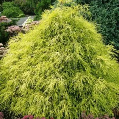 Кипарисовик ФИЛИФЕРА АУРЕА горохоплодный в Бобруйске