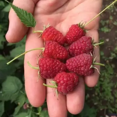 Малина ЕВРАЗИЯ в Бобруйске