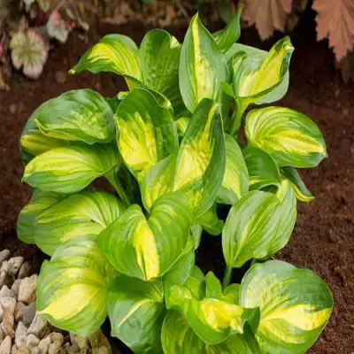 Хоста ЭМЕРАЛЬД ЧАРДЖЕР гибридная в Бобруйске