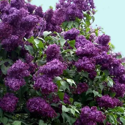 Сирень ИНДИЯ в Бобруйске