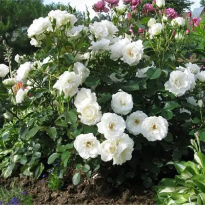 Роза АЛАБАСТЕР флорибунда в Бобруйске