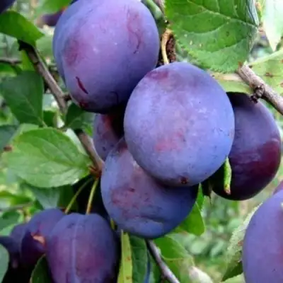 Слива ПЕРДРИГОН в Бобруйске