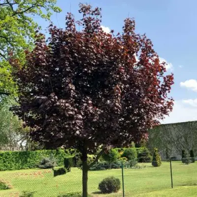 саженцы клена