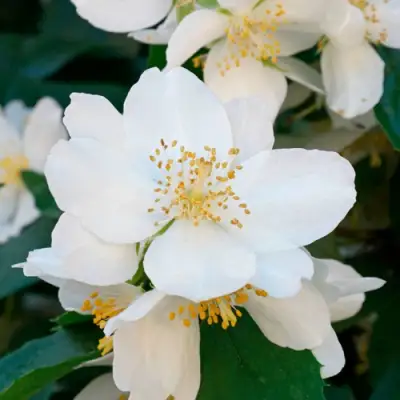 Жасмин ЮСТИНКА в Бобруйске