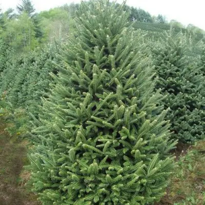 Пихта ФРАЗЕРА в Бобруйске