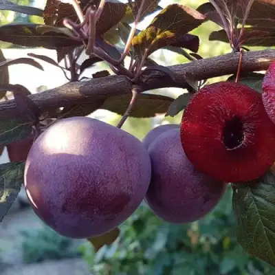 Слива ПАННА в Бобруйске