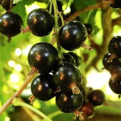 Смородина чёрная НАРА в Бобруйске