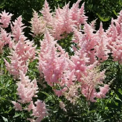 Астильба ГЛИТТЕР ЭНД ГЛАМУР китайская в Бобруйске